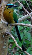 Blue-crowned Motmot